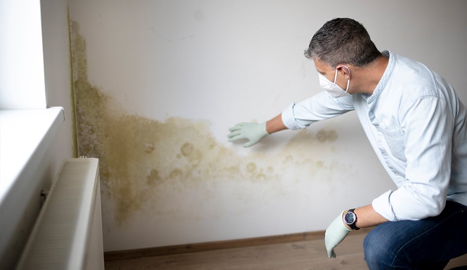 Masked and gloved man reviewing mold on a wall in a home inspection.
